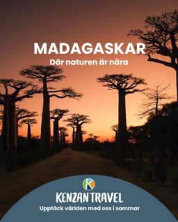 𝐌𝐚𝐝𝐚𝐠𝐚𝐬𝐤𝐚𝐫 𝐩𝐚̊ 𝐬𝐨𝐦𝐦𝐚𝐫𝐞𝐧 – 𝐧𝐚𝐭𝐮𝐫𝐮𝐩𝐩𝐥𝐞𝐯𝐞𝐥𝐬𝐞𝐫 𝐧𝐚̈𝐫 𝐝𝐞 𝐚̈𝐫 𝐬𝐨𝐦 𝐛𝐚̈𝐬𝐭!
Sommaren är högsäsong för äventyr på Madagaskar. Under torrperiod är det lättare att resa runt och upptäcka landets unika natur.
Vandra bland dramatiska kalkstensformationer, möt lemurer i nationalparkerna och upptäck några av Indiska oceanens mest orörda stränder. Temperaturen är behaglig, luftfuktigheten låg och förutsättningarna perfekta för både safari, vandring och fotoresor.
𝐒𝐨𝐦𝐦𝐚𝐫𝐡𝐨̈𝐣𝐝𝐩𝐮𝐧𝐤𝐭: Beundra baobabträdens imponerande silhuetter vid solnedgång, bedårande vackert!

Nyfiken på Madagaskar? Kontakta oss gärna! Vi finns alltid bara ett knapptryck bort😍
 📞08 30 21 03
 📩info@kenzantravel.se
https://www.kenzantravel.se/madagaskar/