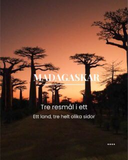 Madagaskar är svårt att placera i ett enda fack. Här kan samma resa ta dig från torra, dramatiska landskap och baobabträd till tät regnskog och vidare till härliga stränder och turkost, varmt hav.
Tre olika miljöer. Ett och samma land.

-—-—-—-—-

📞 08 30 21 03
📩 info@kenzantravel.se
https://www.kenzantravel.se/madagaskar/

Väst, där landskapet tar plats

i västra Madagaskar blir landskapet nästan overkligt. Här reser sig Tsingys spetsiga kalkstensformationer som en stenlabyrint, ett landskap så speciellt att Tsingy de Bermaraha är upptaget på UNESCOs världsarvslista.

Lägg till baobabträd, torra landskap och ett rikt djurliv så får du ett Madagaskar svårt att jämföra med något annat.

-—-—-—-—-

📞 08 30 21 03
📩 info@kenzantravel.se
https://www.kenzantravel.se/madagaskar/

Öst, in i regnskogen 

Kontrasten är stor. I öster är landskapet frodigt och tätt av regnskog.
Här väntar vandringar, lemurer och ett annat Madagaskar, där djurliv och den täta vegetationen är i centrum.

-—-—-—-—-

📞 08 30 21 03
📩 info@kenzantravel.se
https://www.kenzantravel.se/madagaskar/

Nosy Be, ett skönt avslut vid havet

Efter äventy kan resan få byta tempo. På Nosy Be och grannöarna väntar tropiska stränder, varmt hav och gott om tid att bara vara.

-—-—-—-—-

📞 08 30 21 03
📩 info@kenzantravel.se
https://www.kenzantravel.se/madagaskar/

Det är en av anledningarna till att Madagaskar passar för en längre resa, du behöver inte välja mellan natur, djurliv och strandliv. Du kan få allt.

Nyfiken?
Slå en signal eller skicka ett mail. Vi berättar gärna mer om detta fascinerande resmål.

-—-—-—-—-

📞 08 30 21 03
📩 info@kenzantravel.se
https://www.kenzantravel.se/madagaskar/
