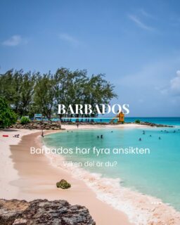 Barbados är litet till ytan men stort i karaktär. Samma ö, fyra helt olika landskap beroende på vilken kust du befinner dig vid.
Västkustens lugna vatten, sydkustens puls, östkustens vildhet och inlandets grönska tillsammans gör Barbados till en av Karibiens mest mångsidiga öar.
Läs vår senaste artikel som ger dig inspiration till hela Barbados, länk i bion @kenzantravel

Västkusten - Lugnet och historien
Stilla, turkost vatten och små historiska hamnstäder som Holetown och Speightstown. Här varvar du ner i eget tempo.

Sydkusten - öns puls
Fredagens fiskmarknad i Oistins, liv i St. Lawrence Gap och historia i Bridgetowns Garrison-område. Här bor du nära folklivet.

Östkusten - Atlantens vilda sida
Höga vågor, dramatiska klippor och en av öns vackraste kustvägar mellan Bathsheba och Cattlewash. Naturen för dig som söker den själv. 

Inlandet - öns gröna hjärta
Sockerrörsfält, gamla plantager och botaniska trädgårdar. Den sida av Barbados som sällan hamnar på vykorten. 

Vill du vet mer? Du hittar massor av inspiration i vår senaste artikel, länk hittar du i bion @kenzantravel 
Vill du prata resor når du oss som vanligt här:
📞 08-30 21 03
📩 info@kenzantravel.se
