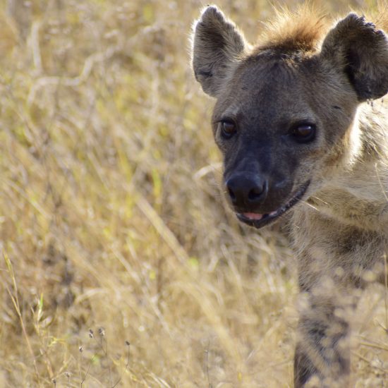 Safari i Tanzania, dyr