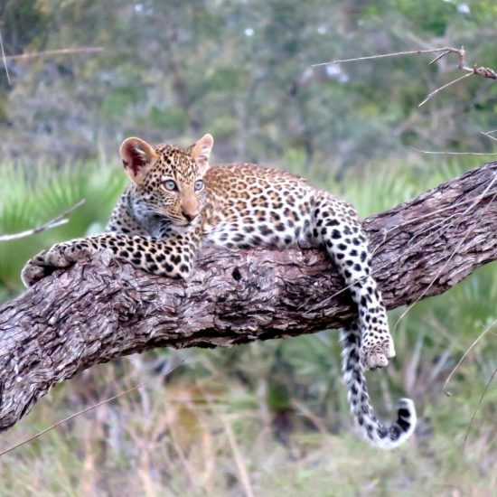 Safari i Tanzania, dyr