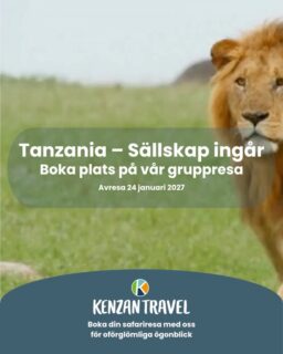 I januari/februari 2027 reser vi tillsammans till Tanzania och Zanzibar!

Vi besöker Tarangire och Serengeti, två av Tanzanias mest kända nationalparker, där savannen breder ut sig så långt ögat når. Längs vägen besöker vi även Ngorongoro Conservation Area och får uppleva den berömda kratern, ett av Afrikas mest unika ekosystem.

Efter dagar fyllda av vidsträckta landskap och vilda möten landar vi i ett lugnare tempo på Zanzibar. Här väntar dofter av kryddor och lata dagar vid Indiska oceanen innan resan är över.

En gruppresa för dig som vill kombinera Tanzanias klassiska safariupplevelse med några dagars avkoppling på ön i trevligt sällskap. Vill du veta mer? Ring eller maila oss:
📞 08 30 21 03
📩 info@kenzantravel.se

Mer info hittar du här:
https://www.kenzantravel.se/resor/aktuellt-gruppresa-till-tanzania/
Länk i bion @kenzantravel