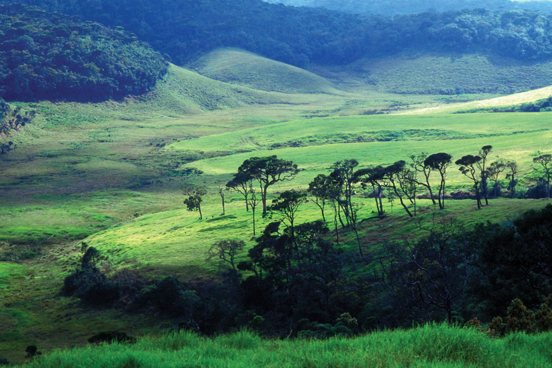 Resort i Sri Lanka, landskab og vegetation i forskellige grønne nuancer