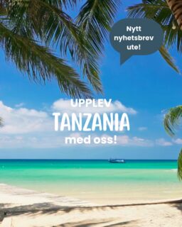 Vi har arrangerat safariresor till Tanzania i över tjugo år och det är inte en slump. Tanzania är vår absolut största destination, och ett land som tagit ett fast grepp om oss alla.

Vår VD Olle är född i Etiopien och tillbringade delar av sin barndom i Tanzania. För honom är resorna dit en återkomst till något djupt personligt. Ella har besökt landet fler gånger än hon kan räkna och leder våra gruppresor dit med ett engagemang som smittar av sig.

Mackda delar Olles afrikanska rötter och bär Tanzania nära hjärtat. Cornelia reste dit för första gången förra året och kom hem med glansen kvar i ögonen och redan med planer på att åka tillbaka. Och Cathinka reser till Afrika så fort tillfälle ges; hon har bland annat fått uppleva bergsgorillorna i Uganda, en upplevelse hon beskriver som rent oförglömlig.

Det är den här kärleken till landet, och till kontinenten, som genomsyrar allt vi gör. Tanzania är inte bara en destination vi säljer. Det är ett land vi känner.
Du läser hela nyhetsbrevet här: https://www.kenzantravel.se/nyhetsbrev/tanzaniaresor-med-kenzan/
(klickbar link i instagrambion @kenzantravel )