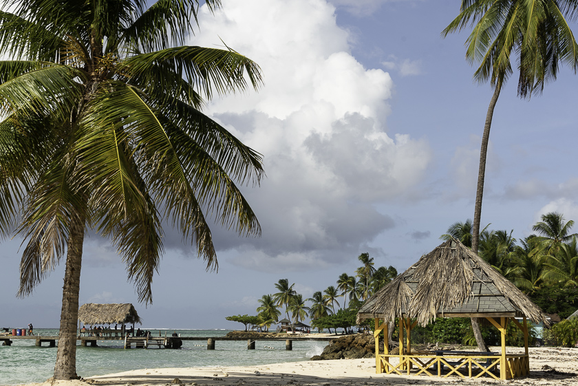Stor palme på en strand i Tobago med et strandhus og en badebro i baggrunden