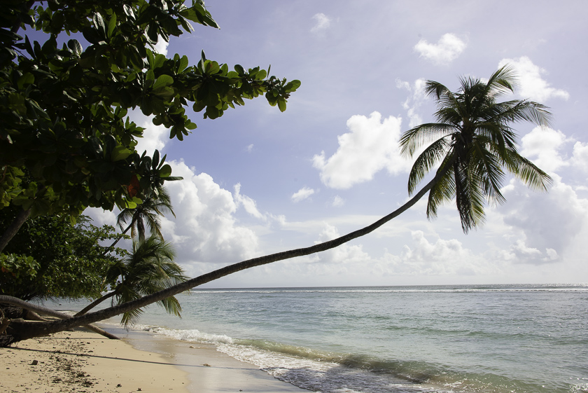 Skrånende palme over sandstrand og hav i tobago
