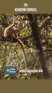 Vi på Kenzan har ett brett utbud av spännande Madagaskar resor! Här får du ett litet smakprov på hur en resa på norra Madagaskar kan se ut. Från huvudstaden Antananarivo via Antsiranana, Amber Mountain, Tsingy Rouge, Anjahakely, Ankarana och Ankify. 
Titta och dröm dig bort!

Och blir du ressugen når du oss som vanligt på:
📞08/30 21 03
📩info@kenzantravel.se

#madagascar #madagaskar #kenzantravel #drömresa #resor #resa #rundresa #äventyr