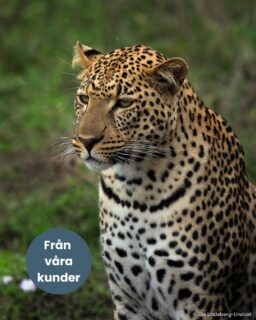 På tal om gruppresor. I februari var Öie med oss på safarin i Tanzania och därefter sköna dagar på Zanzibar. Hon har varit snäll att dela helt magiska bilder med oss. Titta och njut!
Läs även hennes fina omdöme om resan.
Vill du också följa med Ella på en otrolig gruppresa, kontakta oss här så berättar vi mer:
📞08 30 21 03
📩info@kenzantravel.se
Här hittar du höstens dagsprogram:
https://www.kenzantravel.se/resor/gruppresa-till-tanzania-med-svensk-fardledare-november/