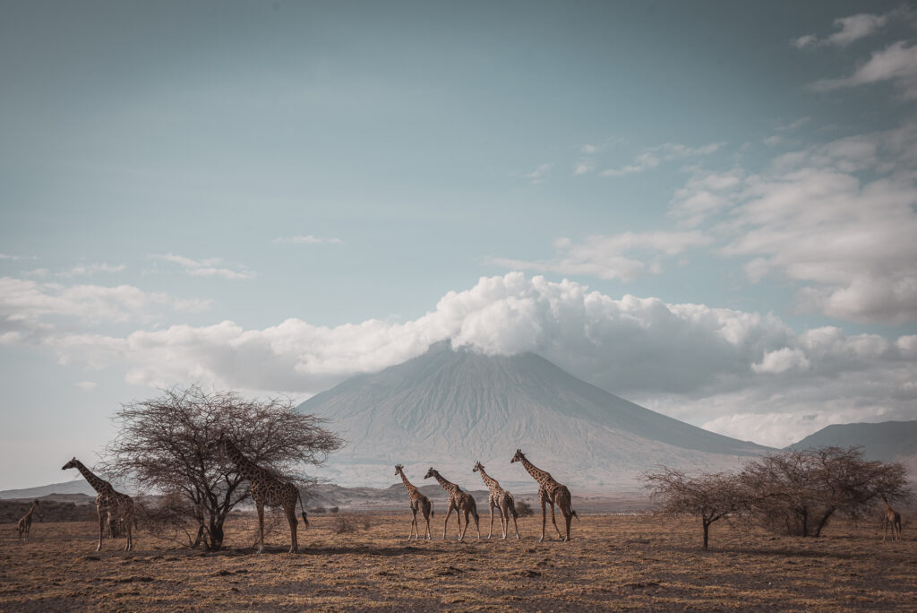 safari i tanzania
